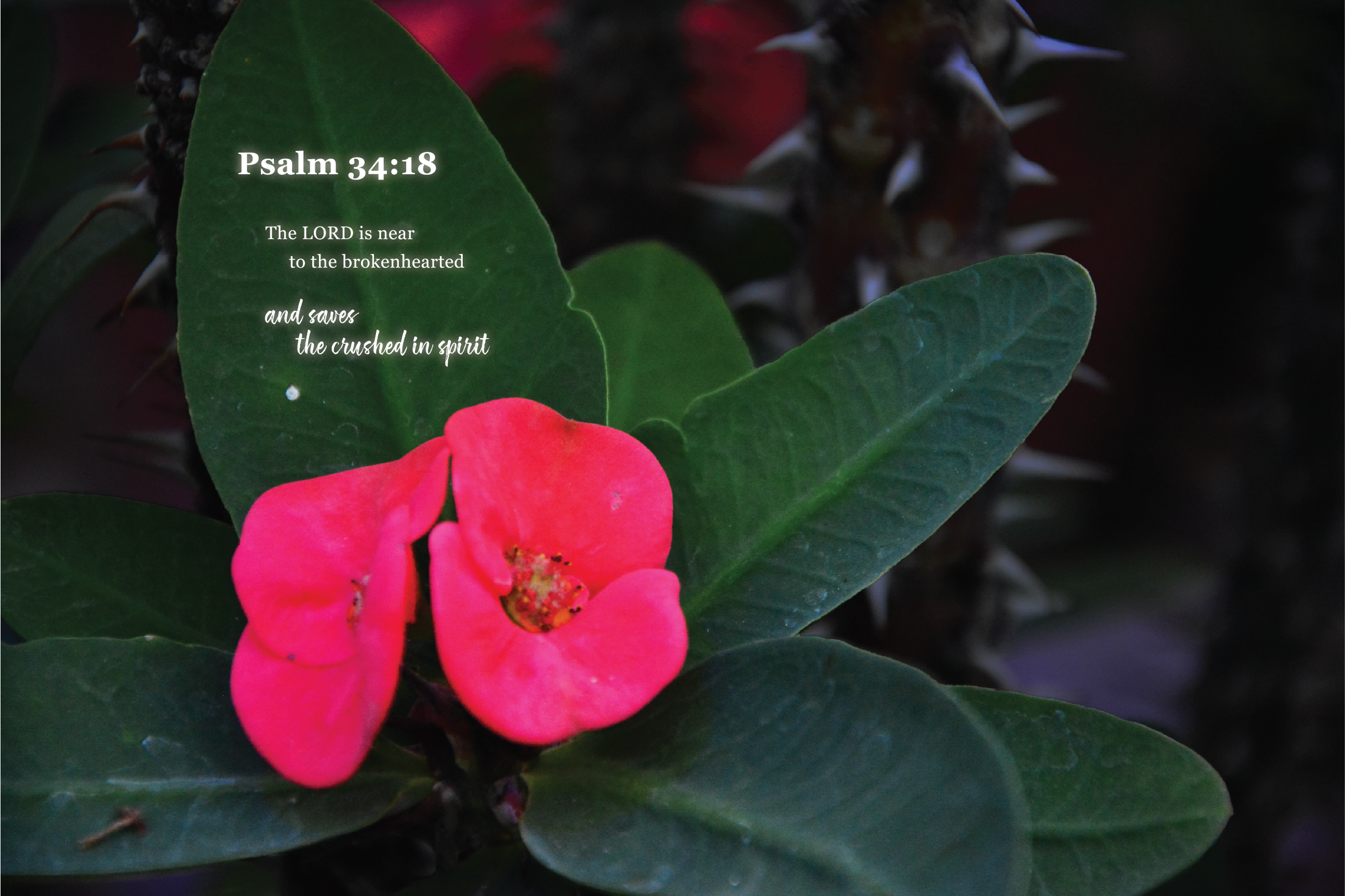 Close-up of pink flowers and green leaves with a dark background, featuring white text displaying a Bible verse from Psalm 34:18.