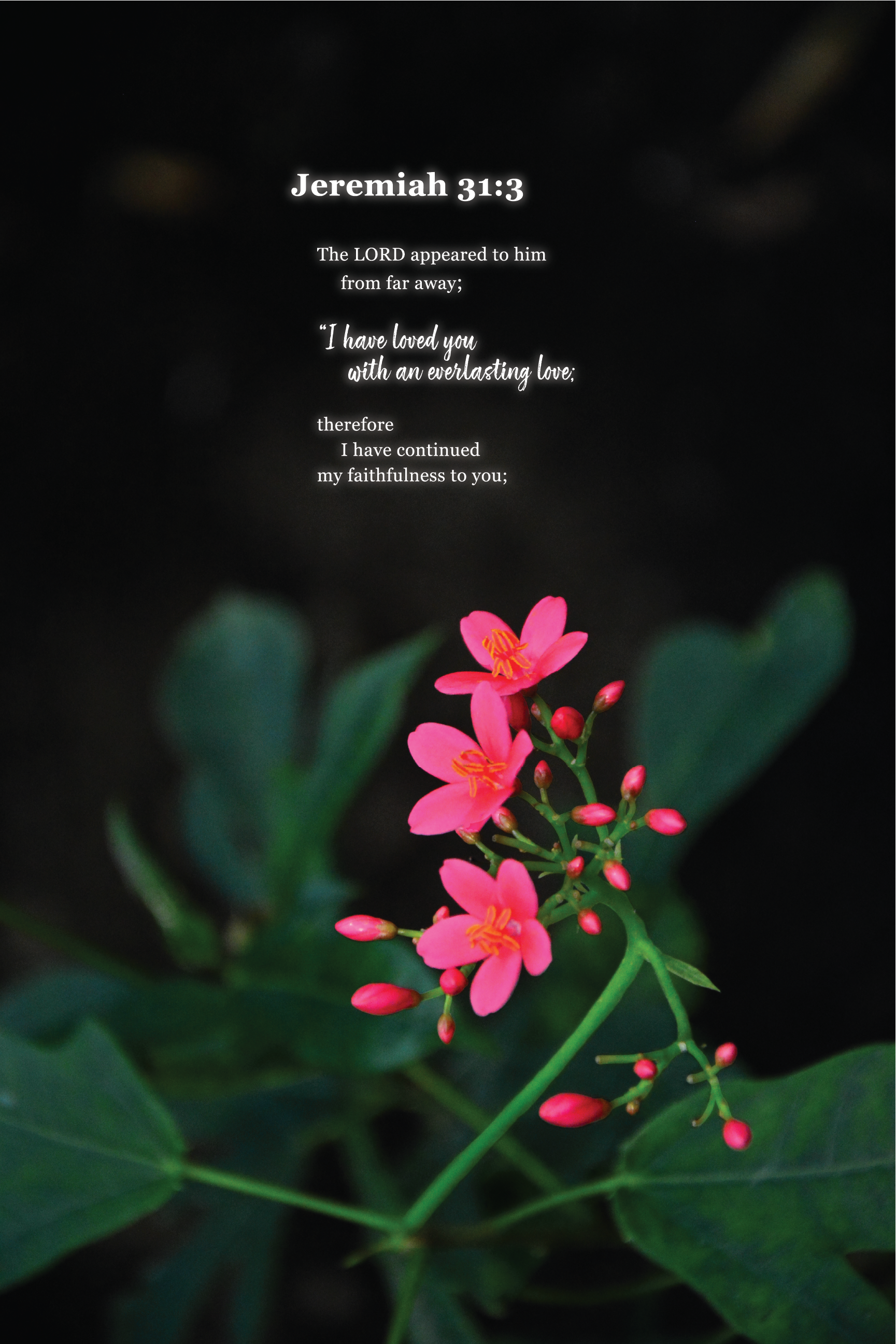 Close-up of small pink flowers with yellow centers, surrounded by green leaves, against a dark background.