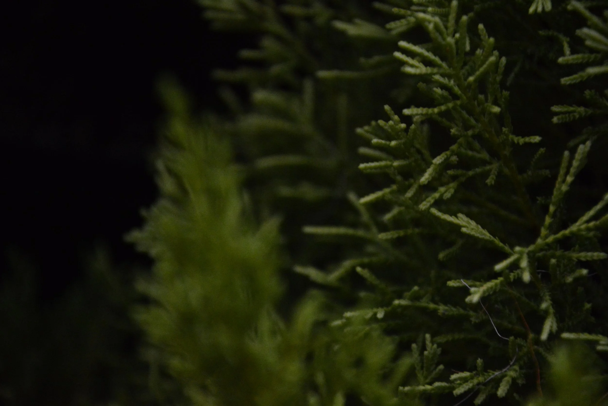 Close-up of green pine tree branches with needle-like leaves in a dark setting.