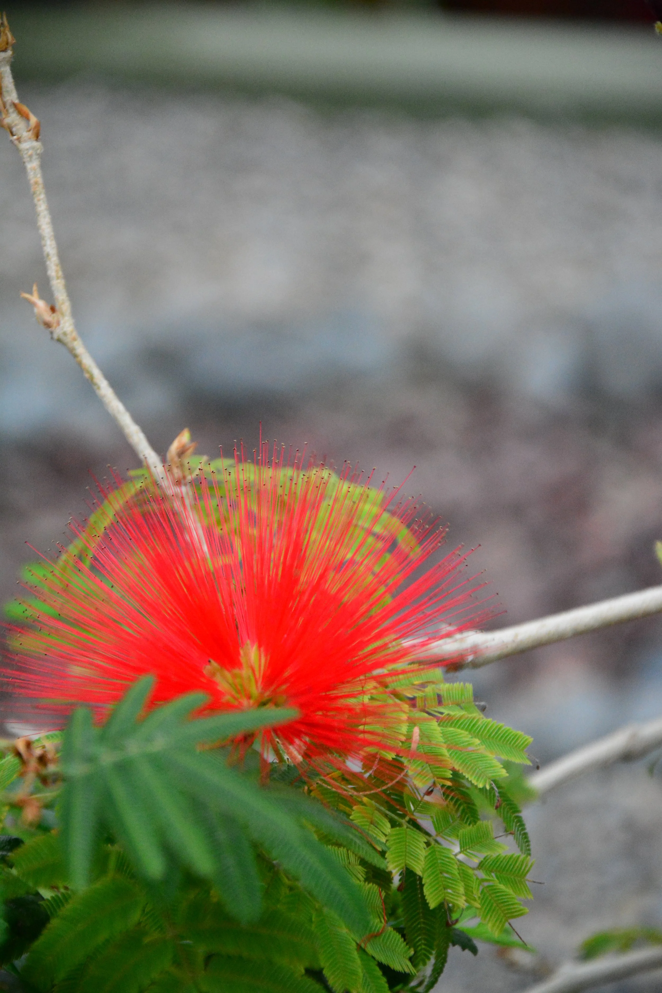 Close-up of a vibrant red and green flower with thin, hair-like structures, surrounded by green fern-like leaves, on a blurred outdoor background.