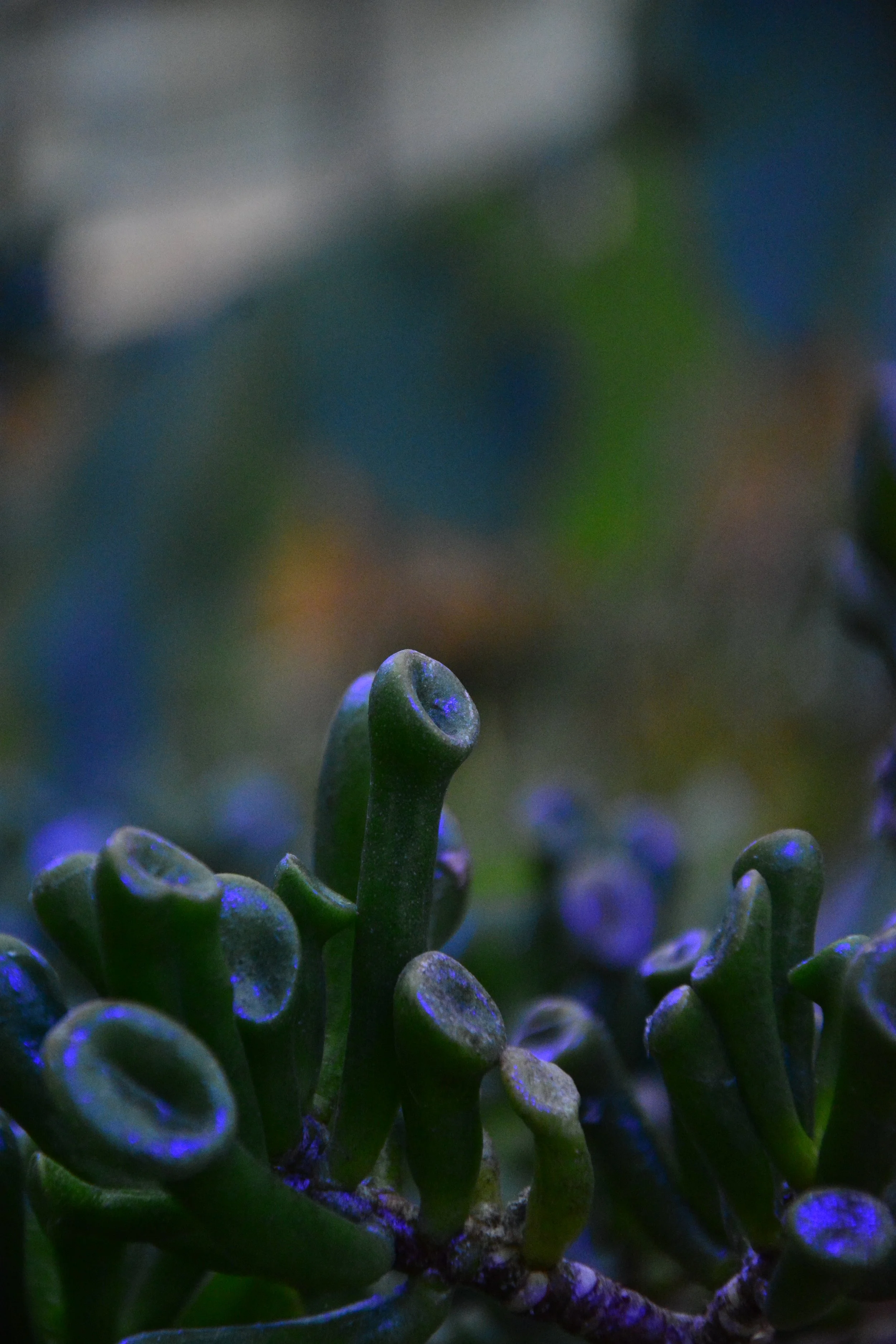 Close-up of small, green sprouts with curly leaves growing from soil, illuminated by bluish light.