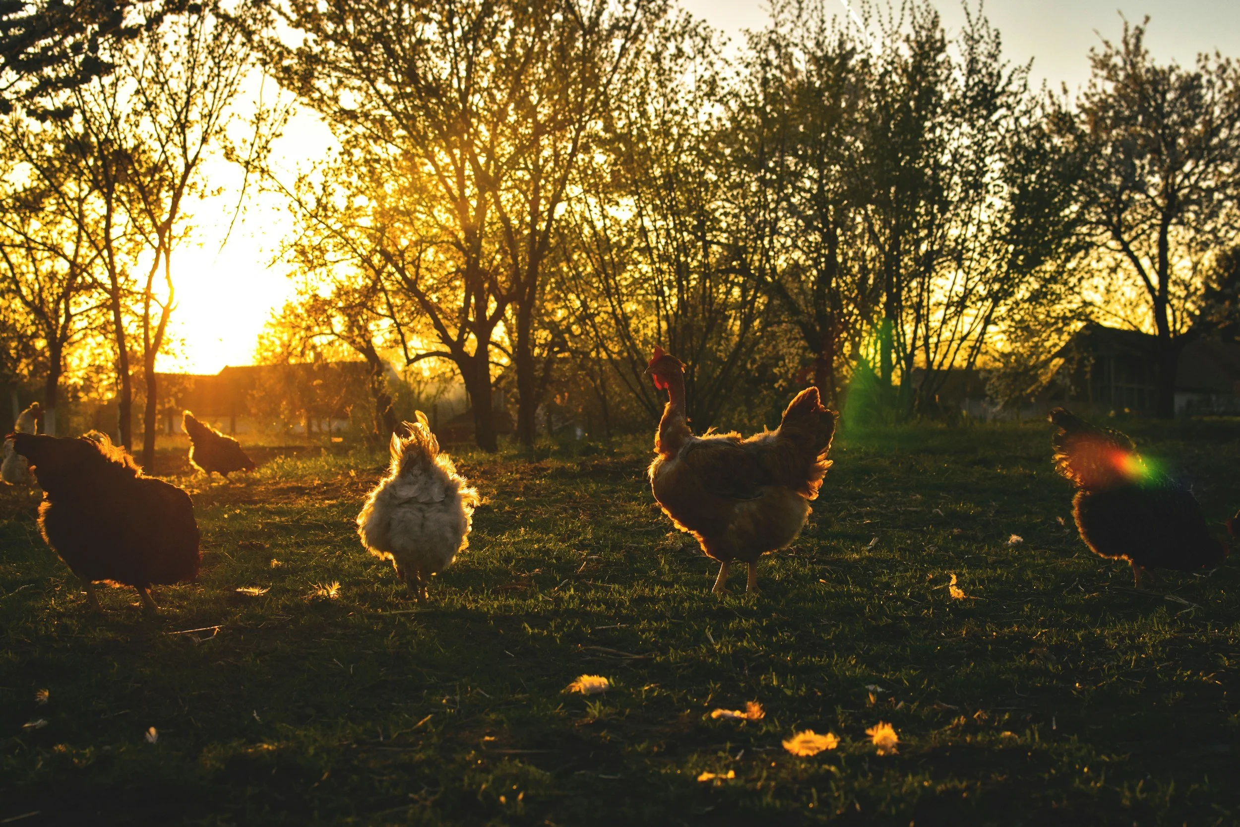 Gallinas caminando en un campo durante una puesta de sol