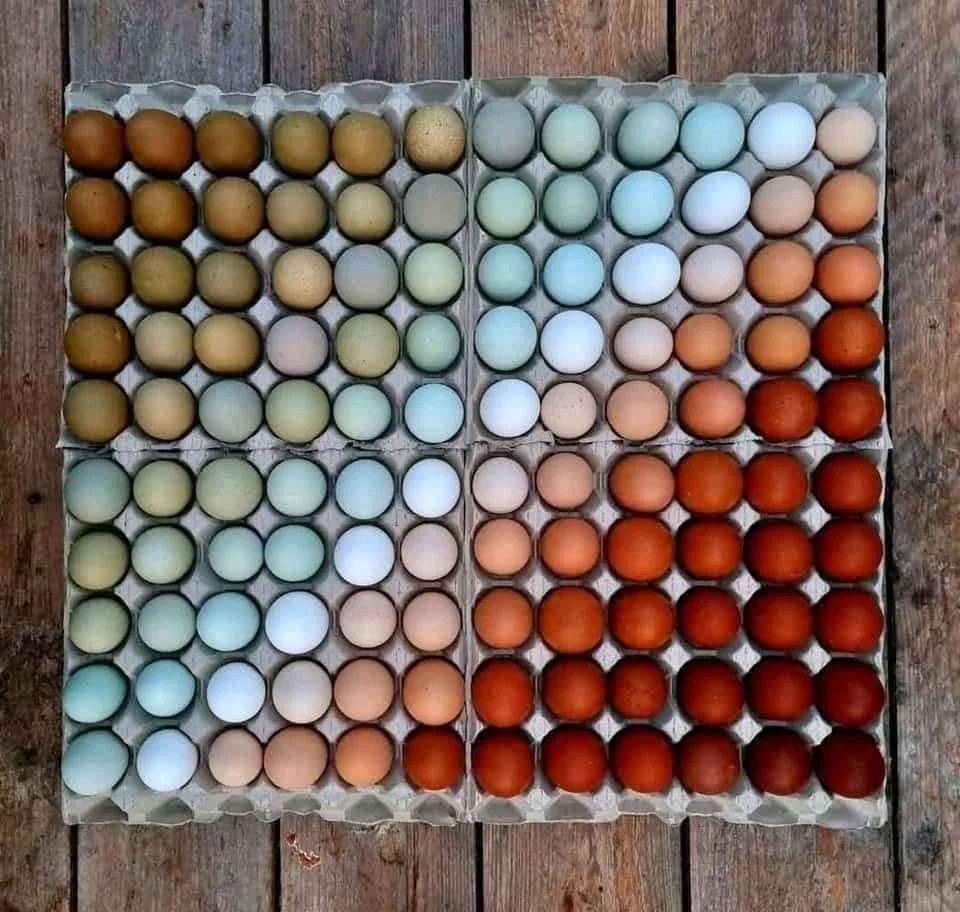 ¿Por qué algunos huevos son azules, verdes o turquesa? La ciencia detrás de uno de los fenómenos más curiosos de la naturaleza