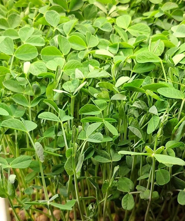 Pea.jpg