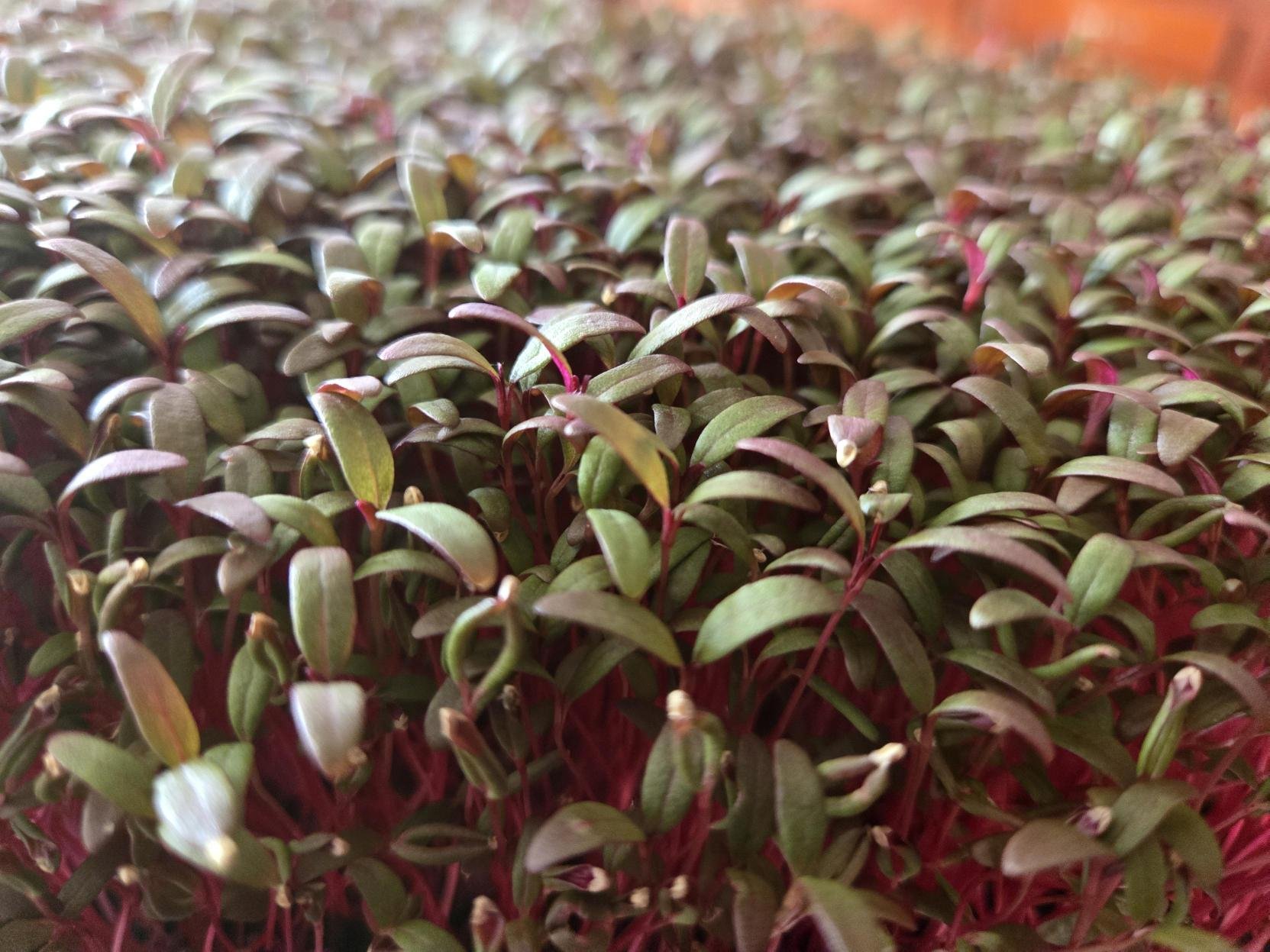 Red Amaranth 2.jpg
