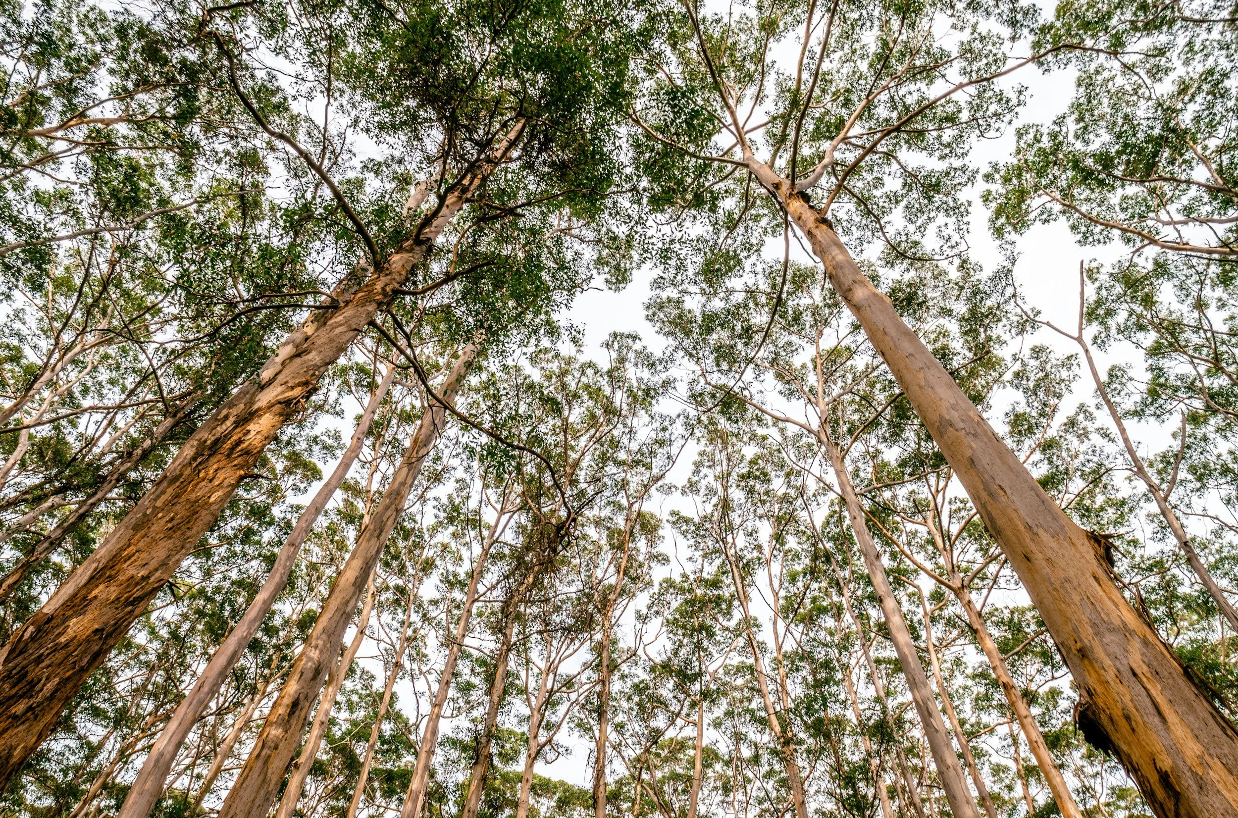 Looking up at tall eucalyptus trees with peeling bark, green leaves, and a pale sky through the canopy.