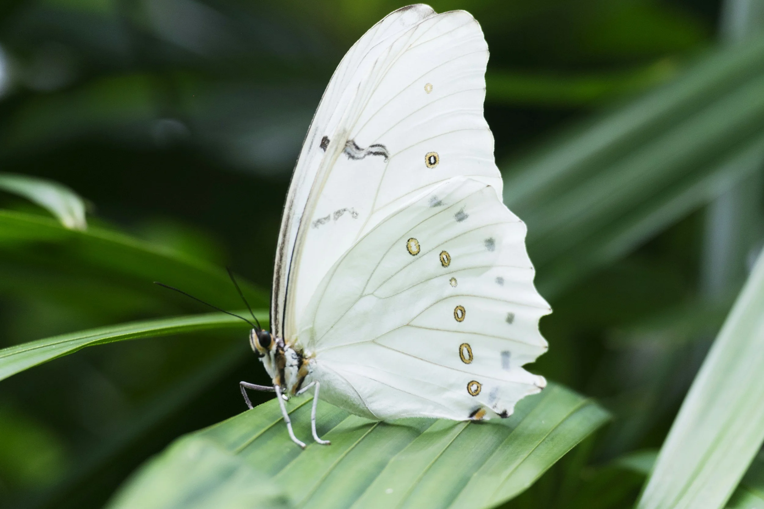 A white butterfly with black and yellow spots resting on a green leaf.
