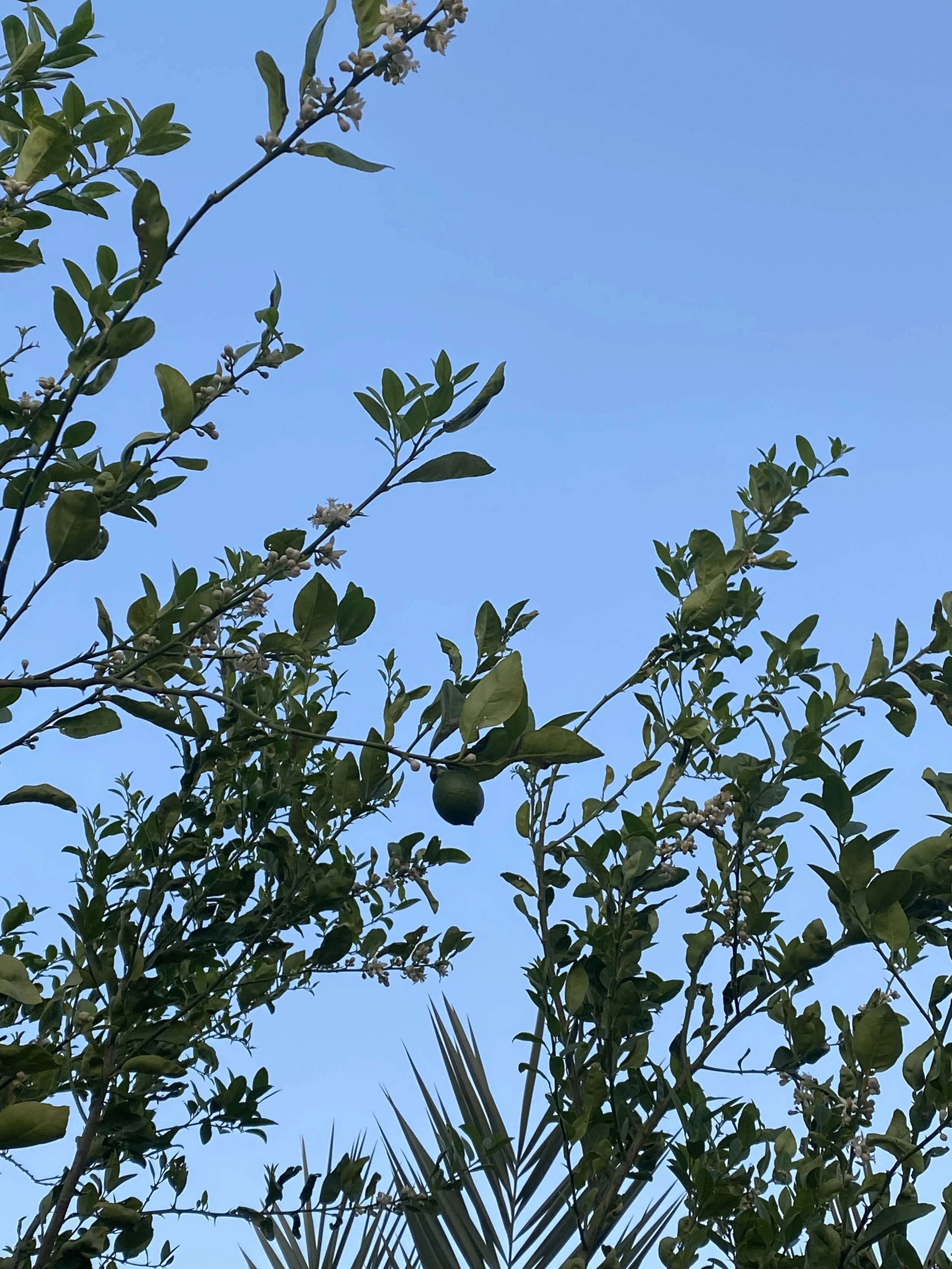 Green citrus fruit hanging from a leafy tree under a blue sky.