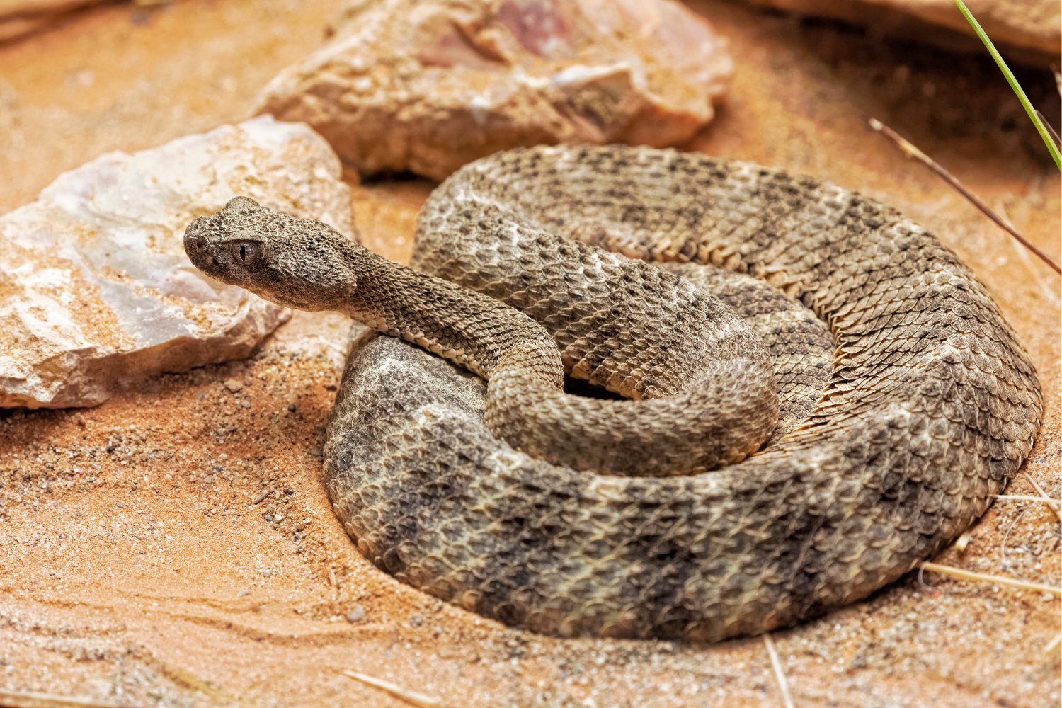 Understanding the Rattlesnake Relocation Process: Ethics, Safety &amp; Conservation