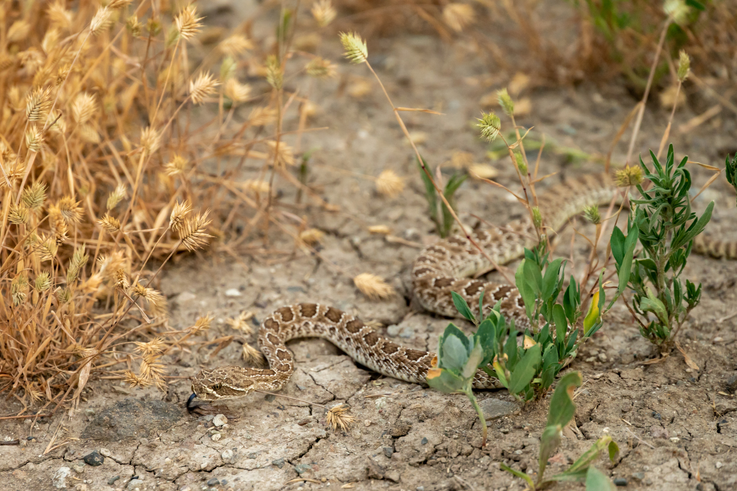 Coexist Safely: Key Lessons from Our Snake Safety Educational Programs
