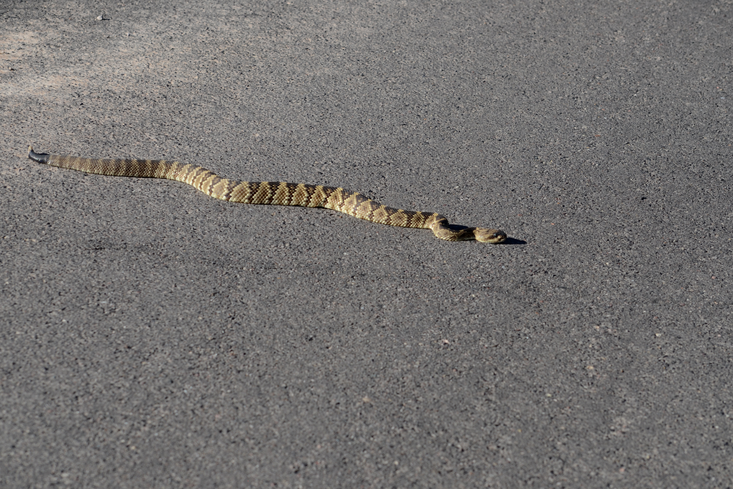 Top Risk Areas in Homes for Rattlesnakes: Garages, Crawl Spaces &amp; Hidden Pockets