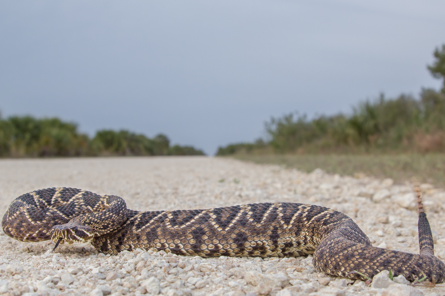 How We Inspect Properties for Potential Snake Hiding Spots