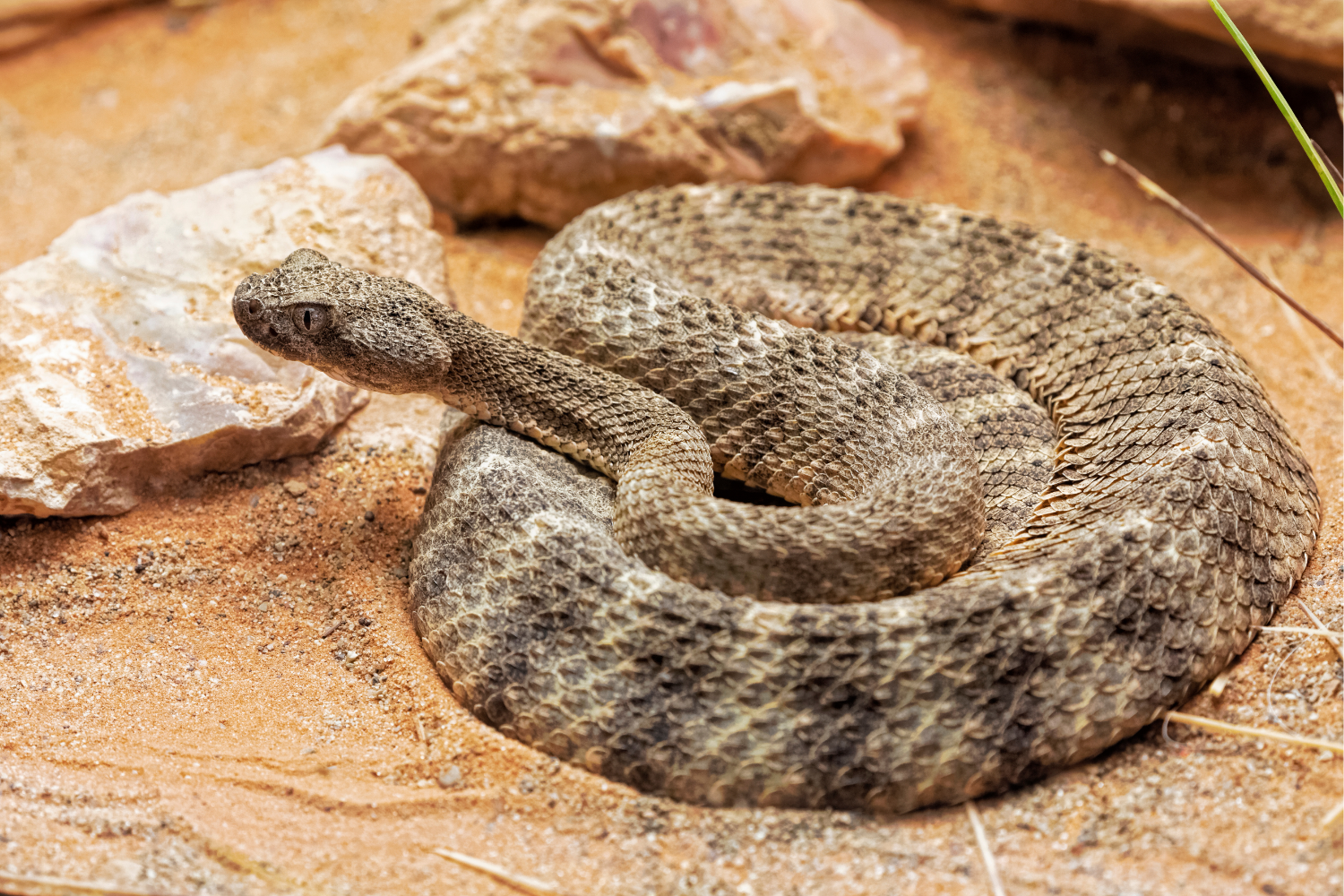 How 25+ Years of Experience Helps Us Handle Venomous Snakes Safely