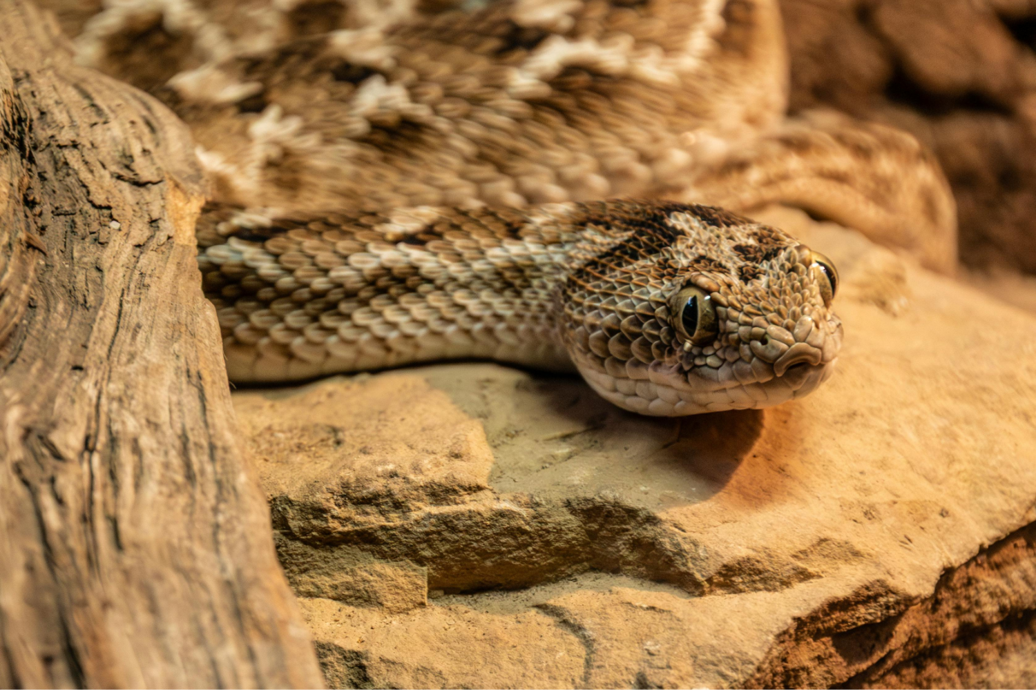 Rodent Control and Snake Prevention Why One Fails Without the Other