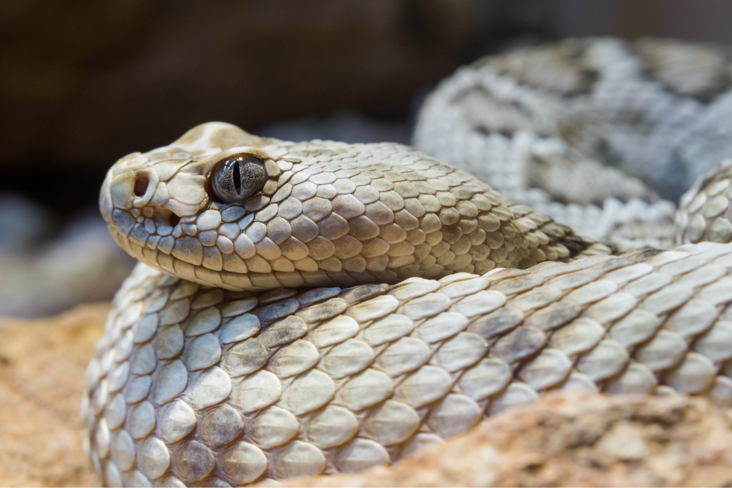 The Role of Licensed Professionals in Humane Snake Capture