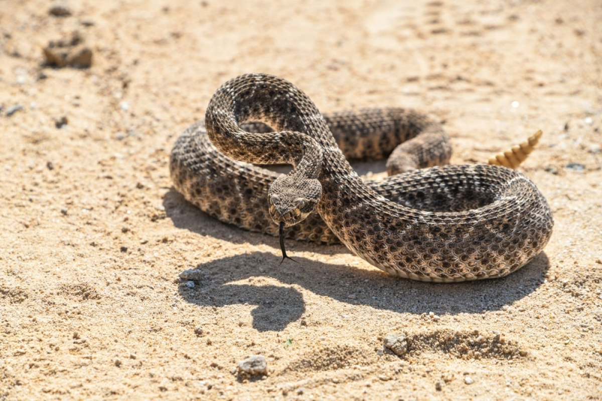 How to Spot Hidden Snake Habitats Around Your Property