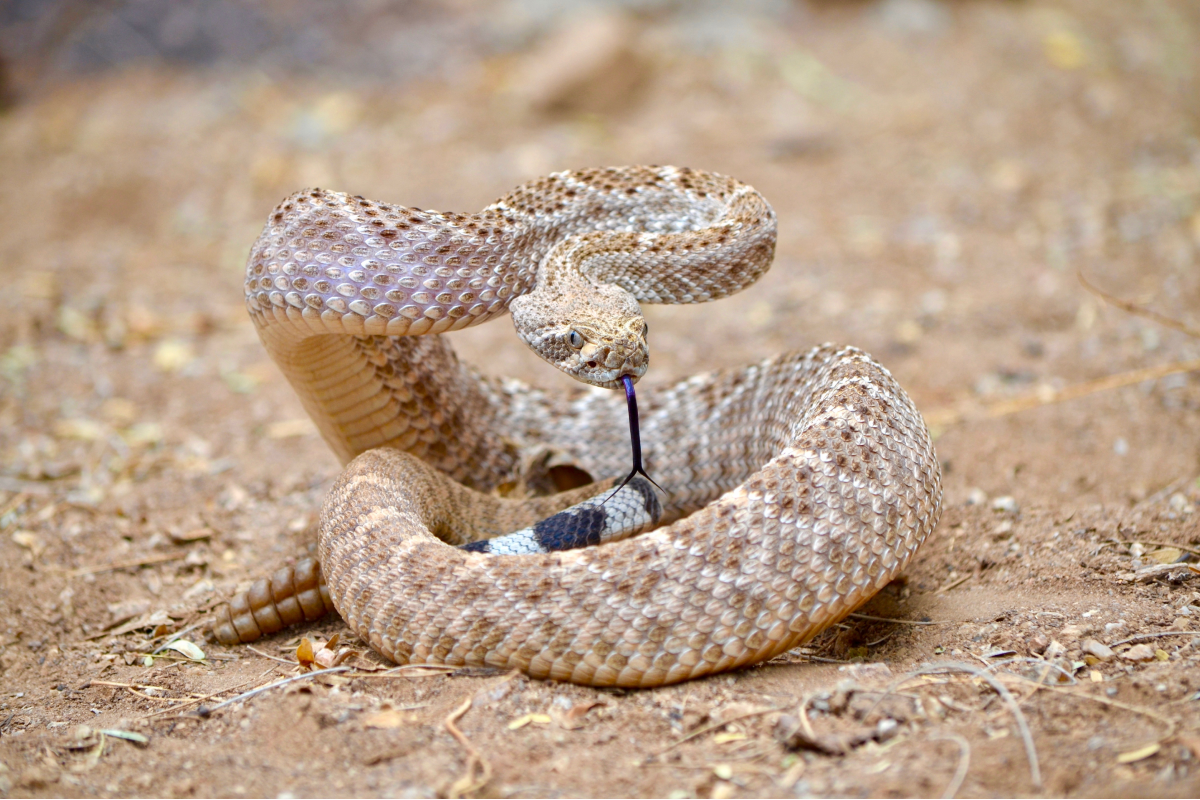 How Rattlesnakes Get Into Arizona Homes Through Tiny Gaps You Never Notice