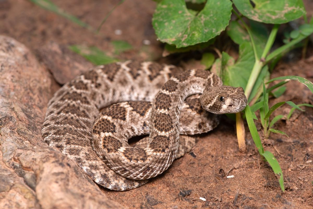 Signs a Rattlesnake Has Been Living Around Your Property for Weeks