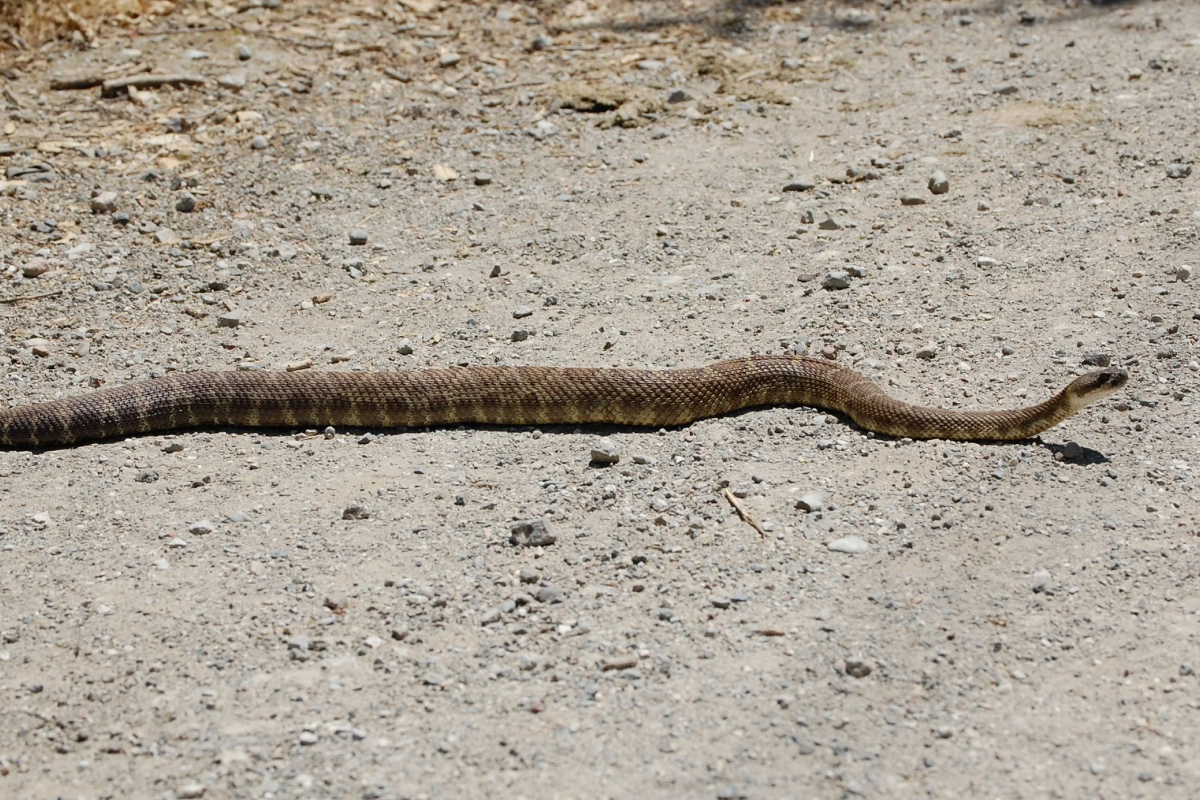 Why Backyard Bird Feeders Can Increase Snake Activity Around Your Home