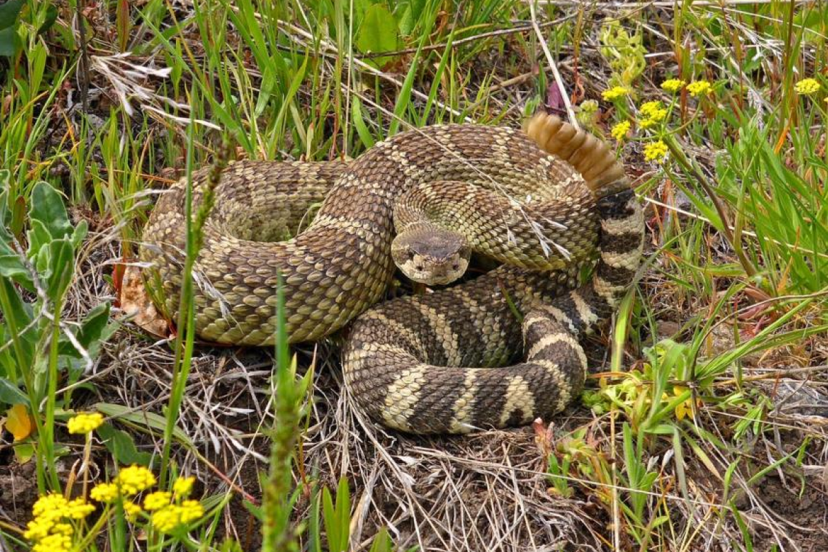 Common Mistakes Arizona Homeowners Make After Seeing a Rattlesnake