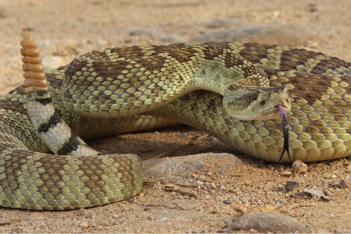 How Desert Landscaping Choices Affect Snake Activity Around Your Property