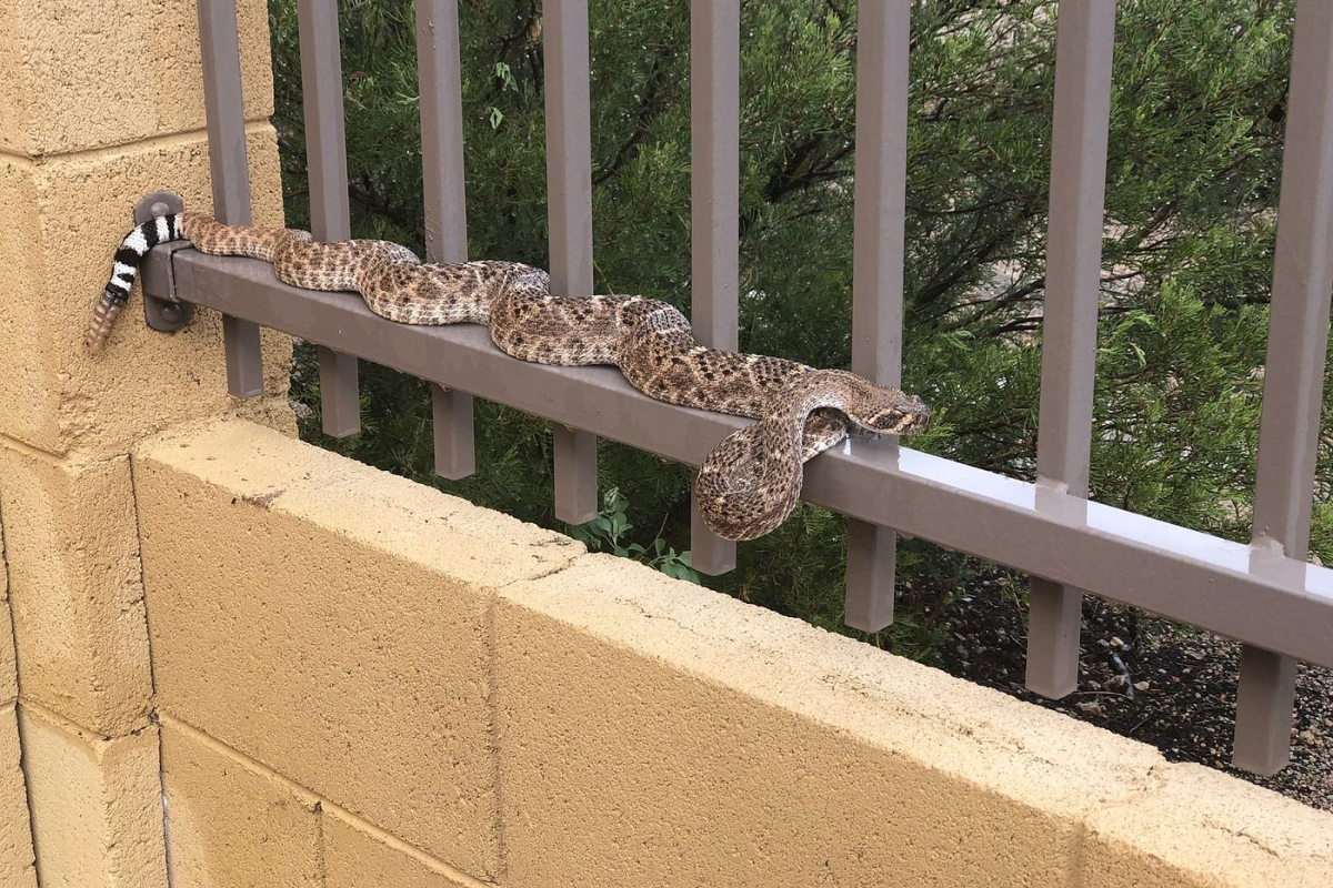 Can Rattlesnakes Climb Walls, Fences, or Trees? What Arizona Residents Should Know