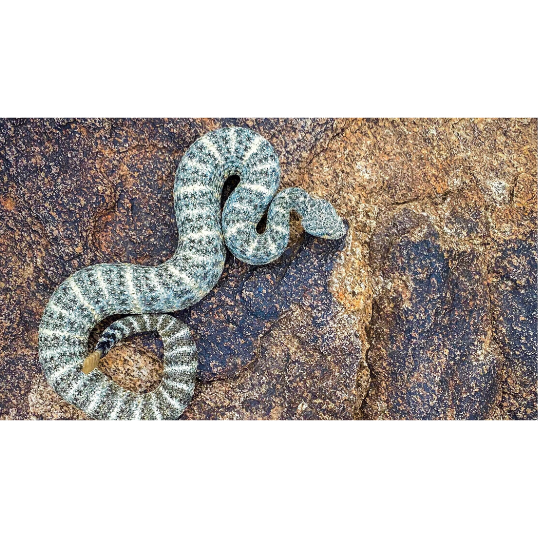 Spring, Blood, and Fangs: Inside the Chaos of Rattlesnake Breeding ...