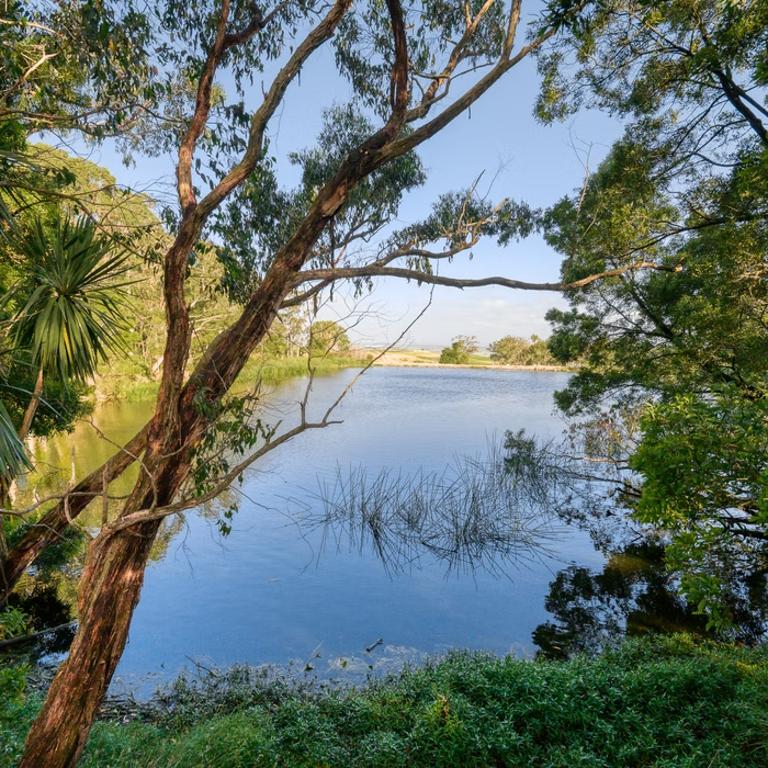 A natural dam surrounded by native trees.png