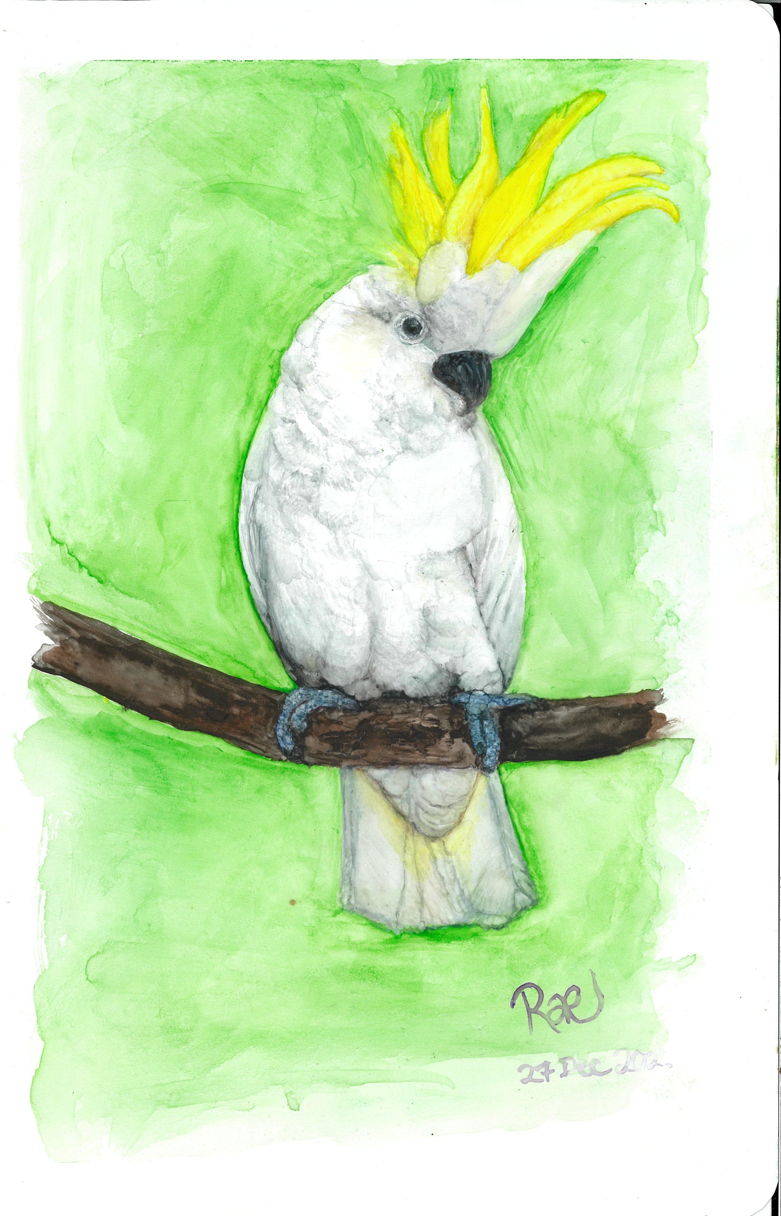 “Gary” by Rachel Lachat (2023)
---
Gary the Cockatoo chats eagerly as parades around, ever ready to tell you what he thinks.
---
Watercolour on Stone Paper - 14.8 cm x 21.0 cm - SOLD