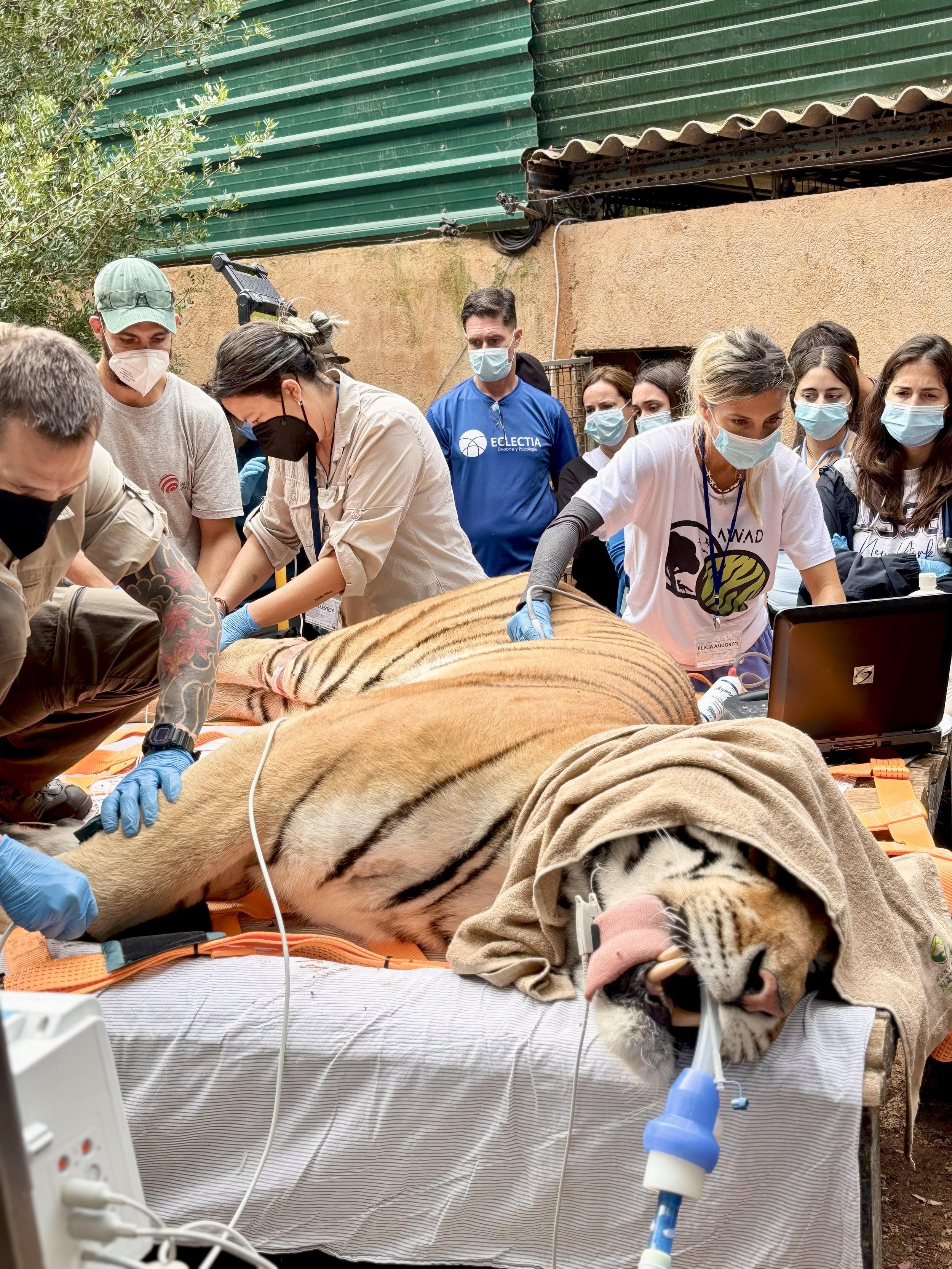 Alicia Angosto ultrasound tiger