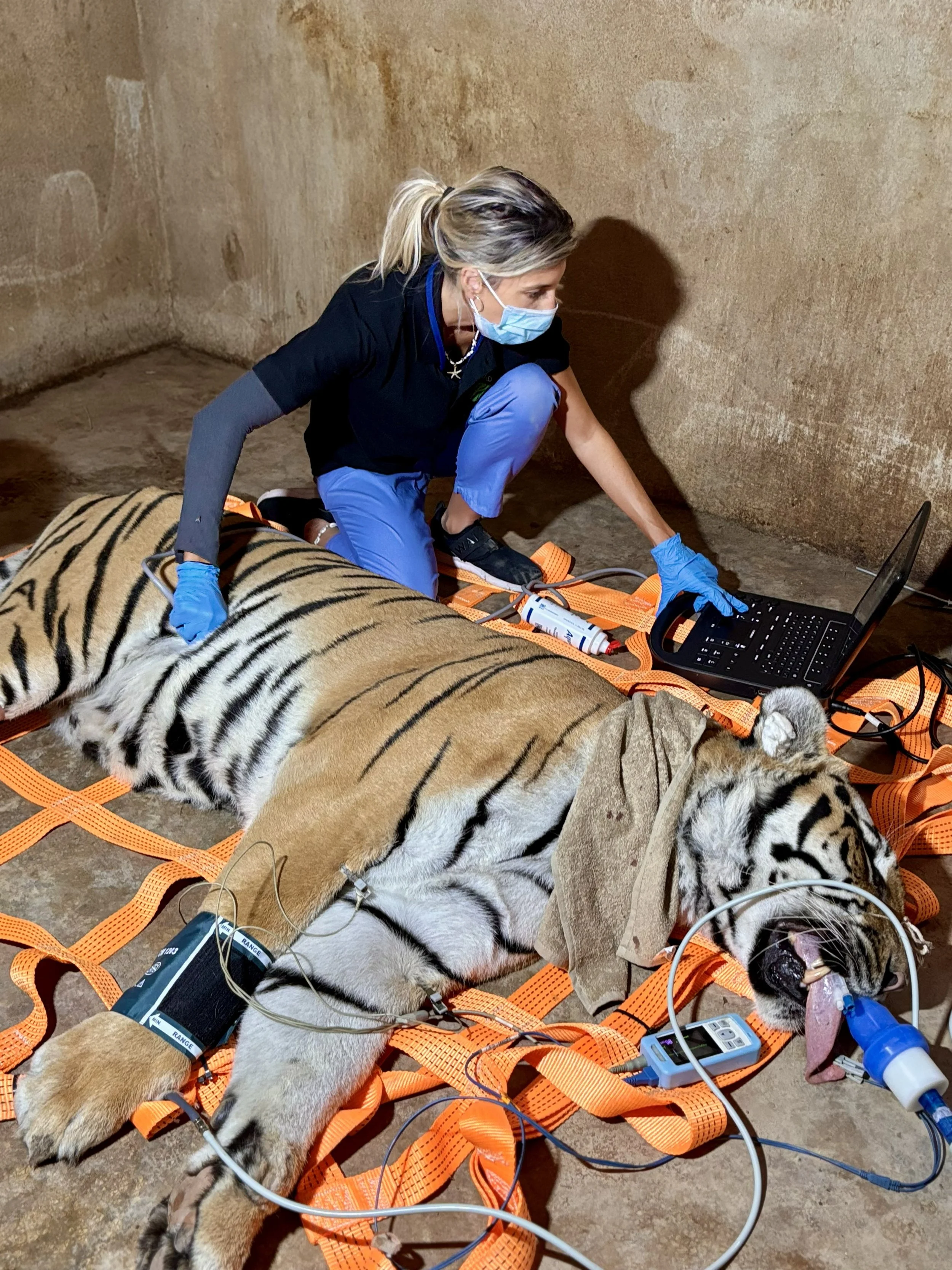 Ecografía a un tigre. Tiger ultrasound