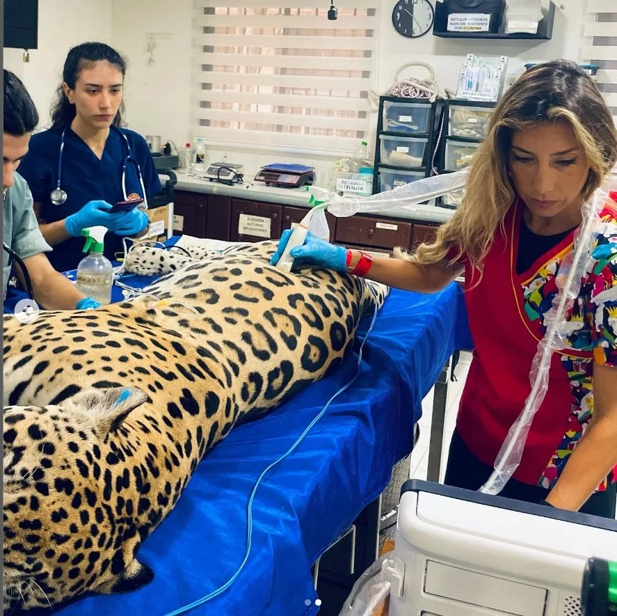 Ecografía en jaguar- Jaguar ultrasound