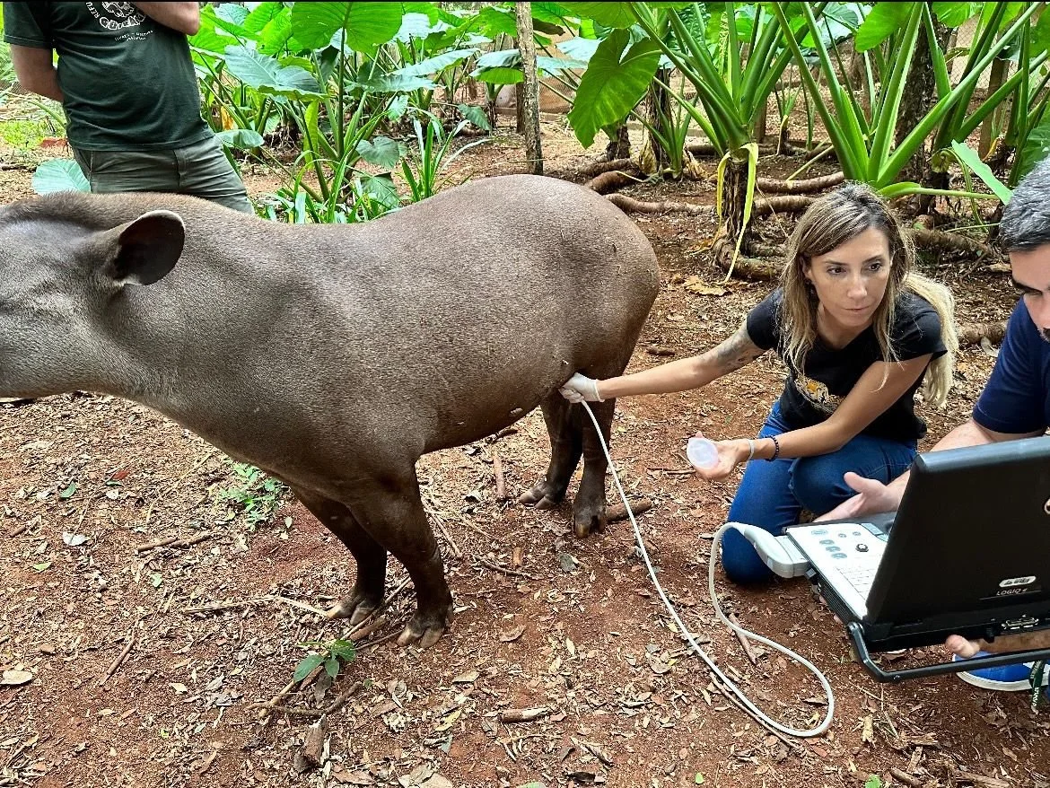 Ecografía tapir ultrasound