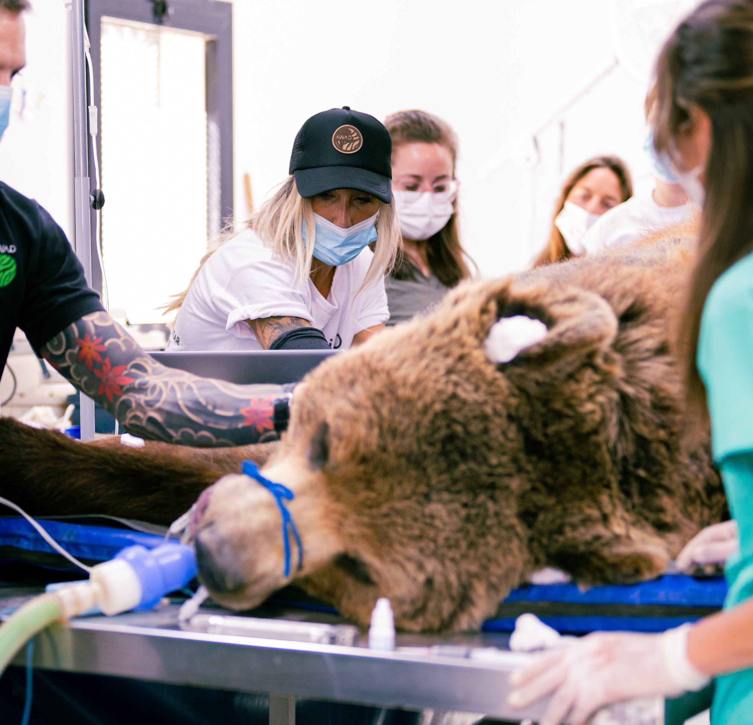 Alicia Angosto performign ultrasound in a bear