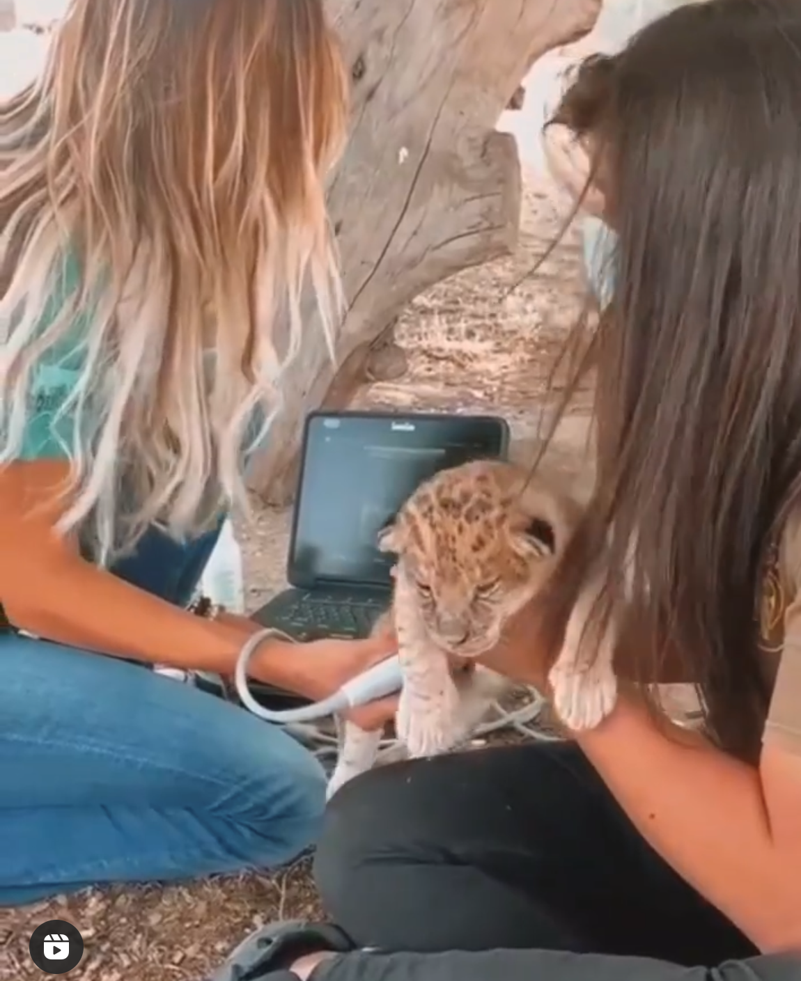 Ecografía en león bebé- baby lion ultrasound