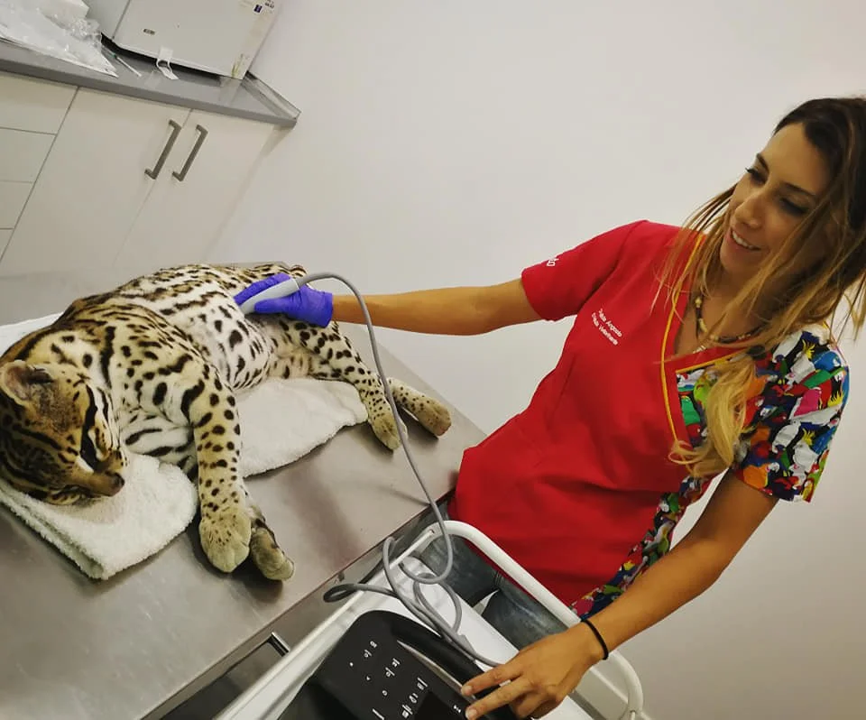 Ocelote ecografia