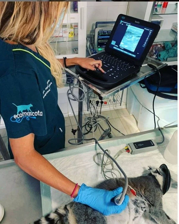 Ecografía en lemur de cola anillada-lemur catta ultrasound