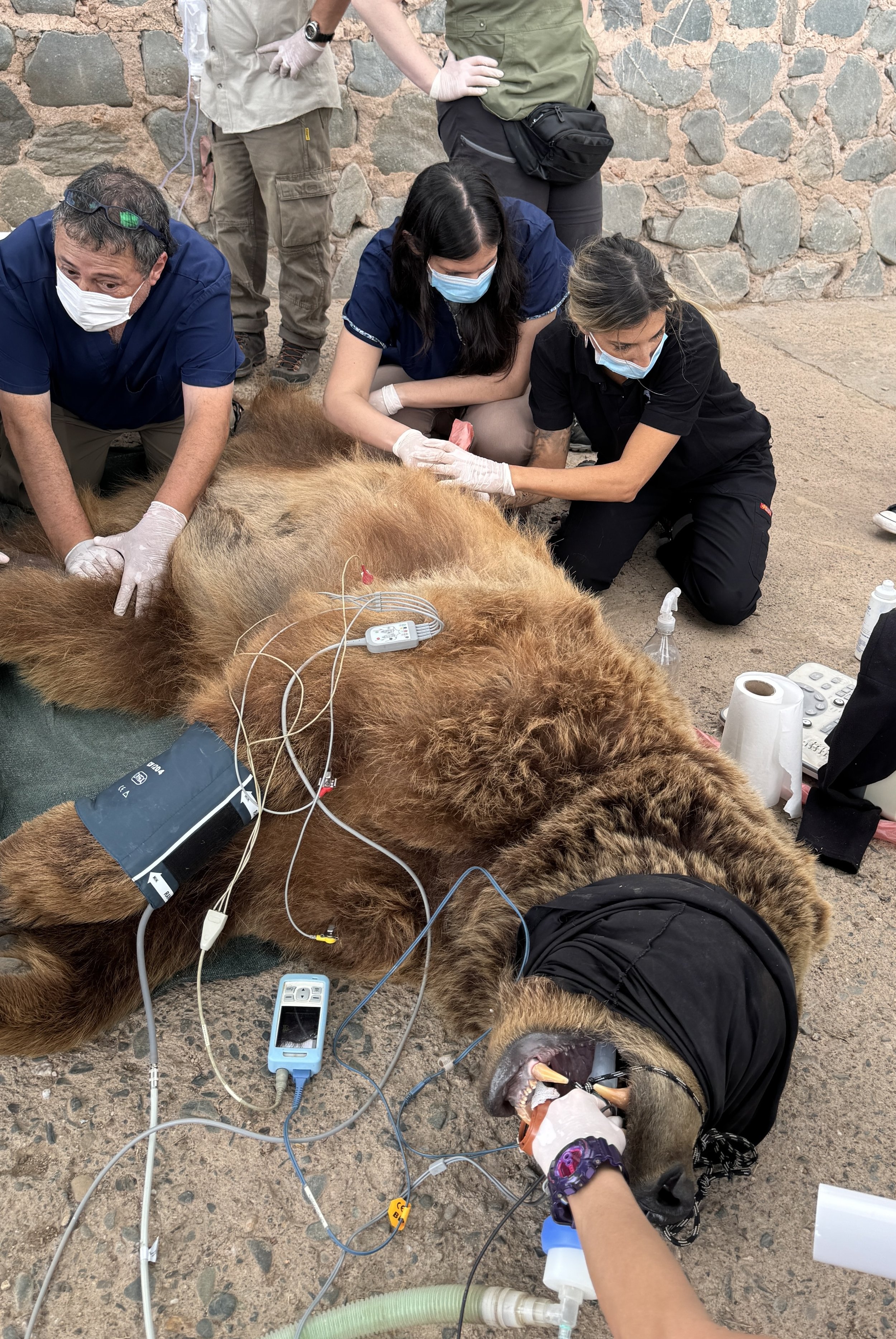 Ecografia en oso pardo. Bear Ultrasound