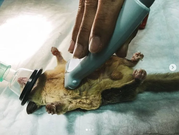 Ecografía a un petauro del azúcar