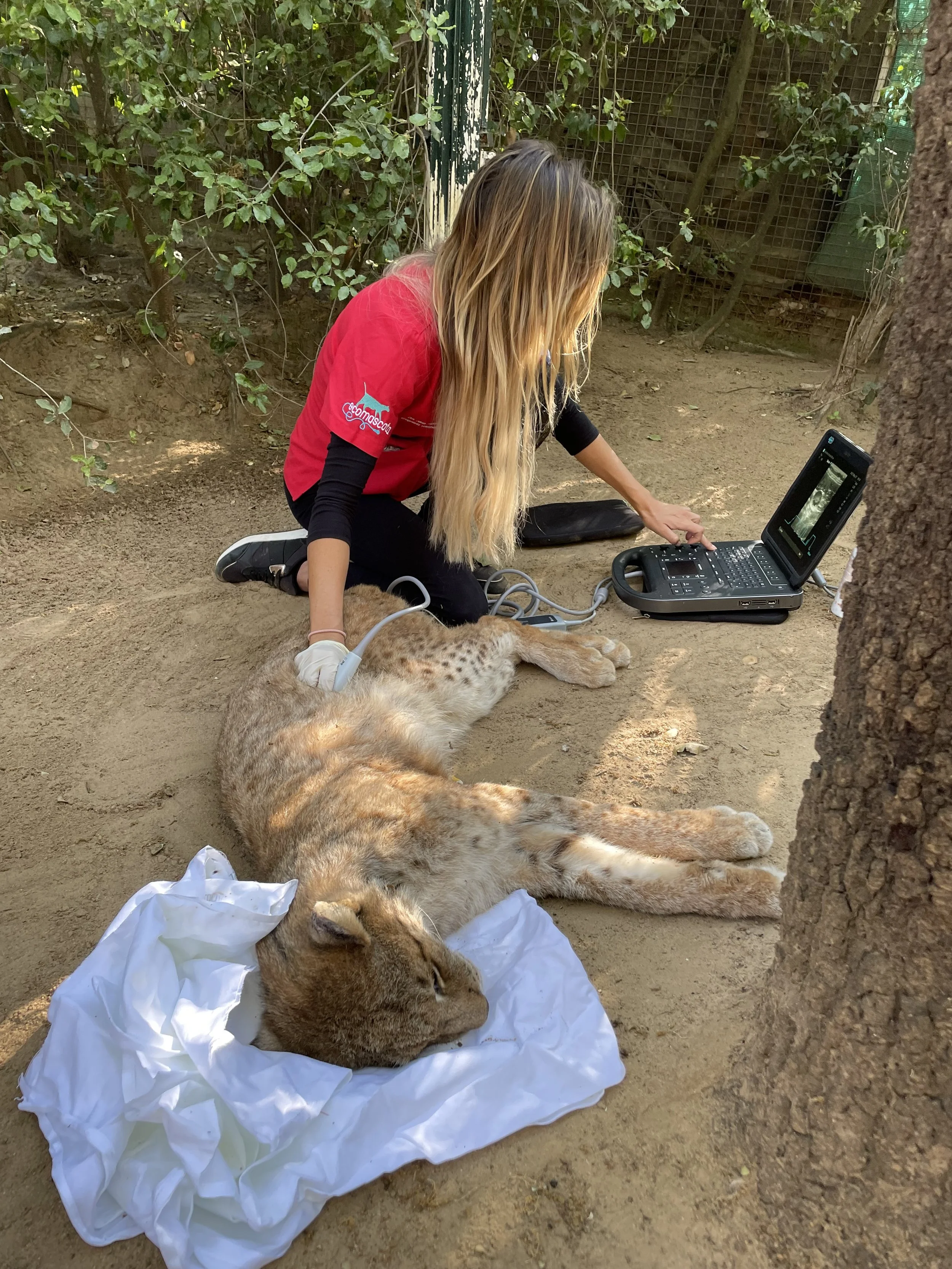 Ecografia lince europeo