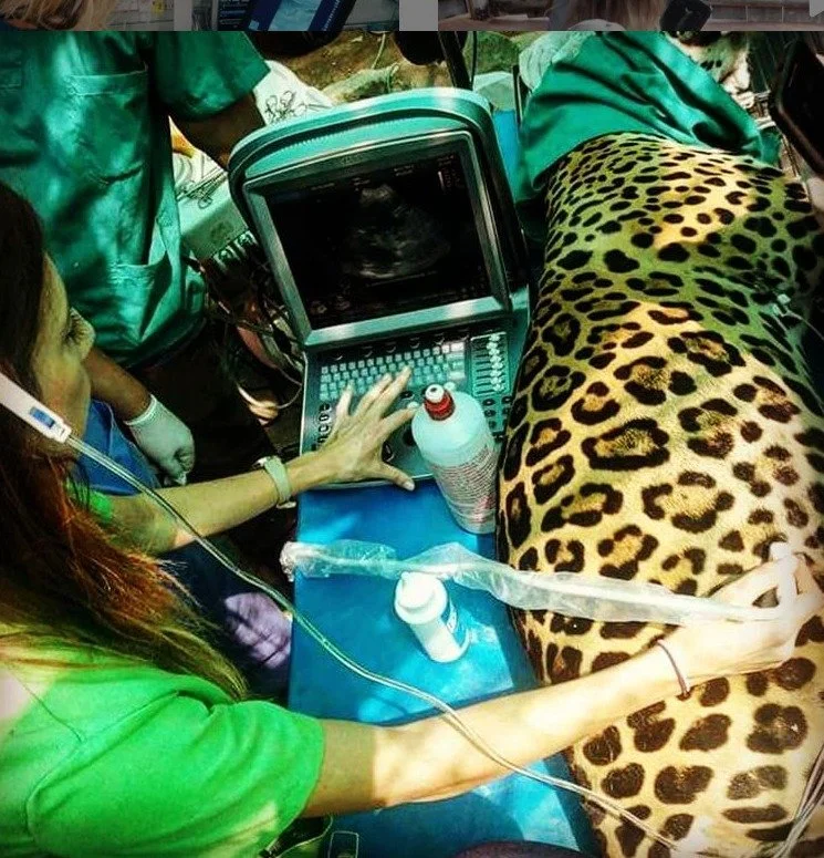 Ecografia en otorongo peruano. Jaguar ultrasound