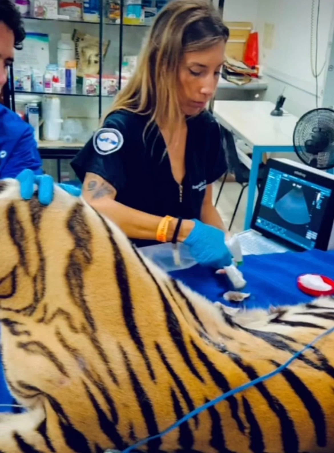 Tiger ultrasound, panthera tigris
