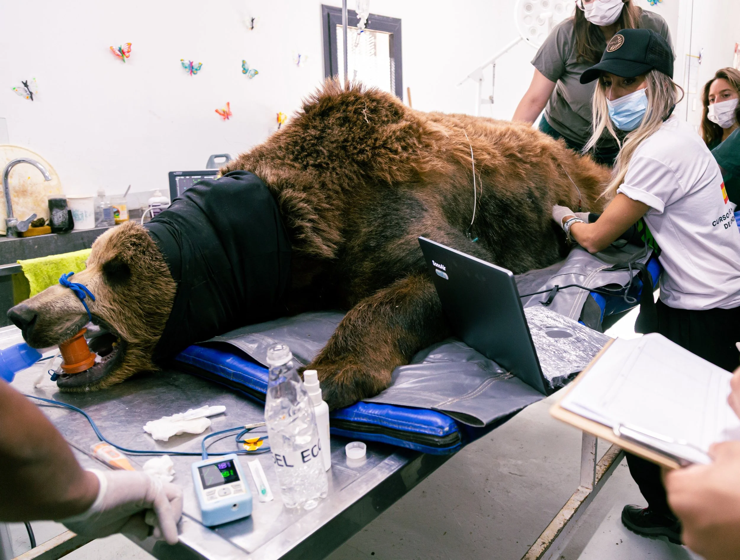 Alicia Angosto ecografiando un oso