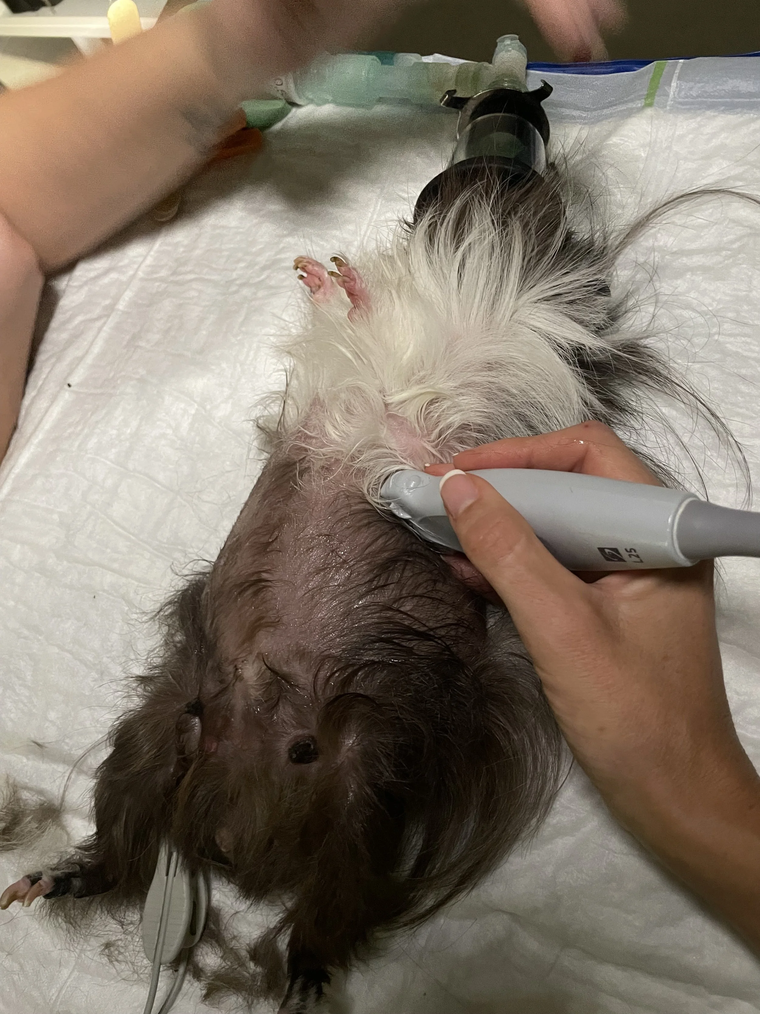 Ecografía en cobaya-guinea pig ultrasound