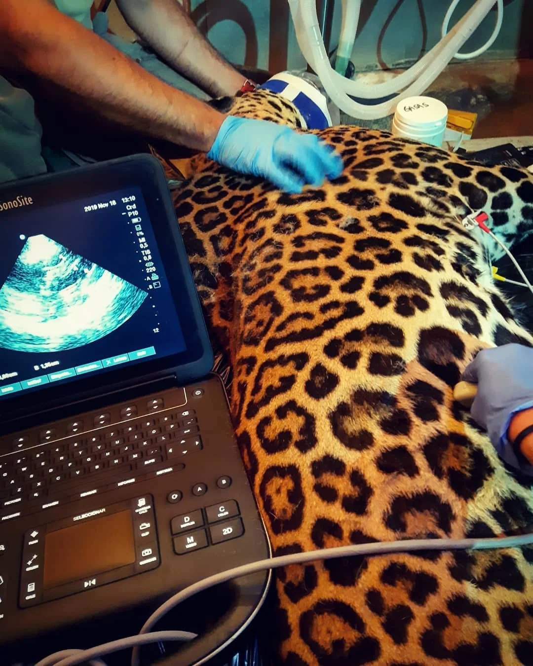 Ecografia en leopardo