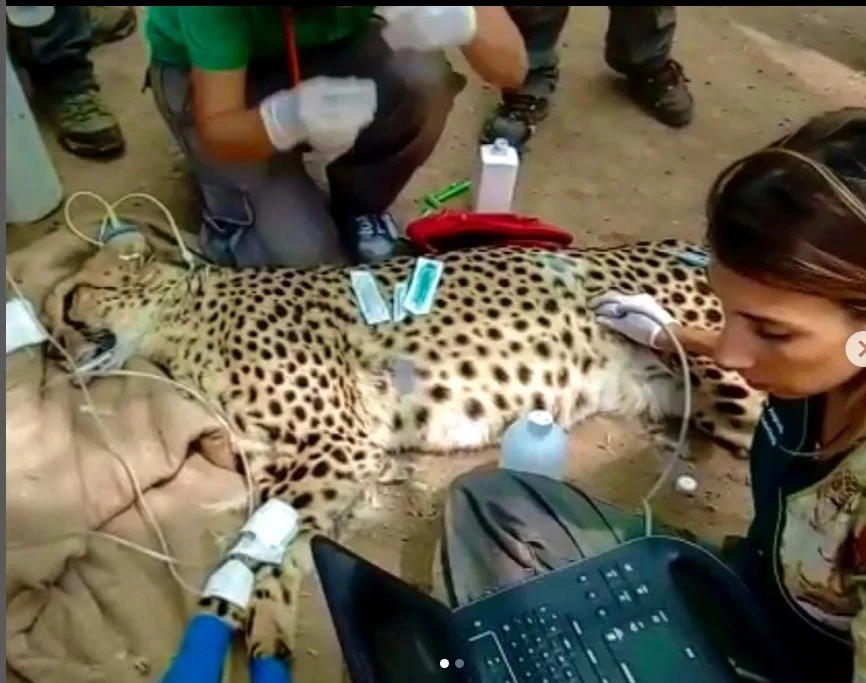Ecografía guepardo. Cheetah ultrasound