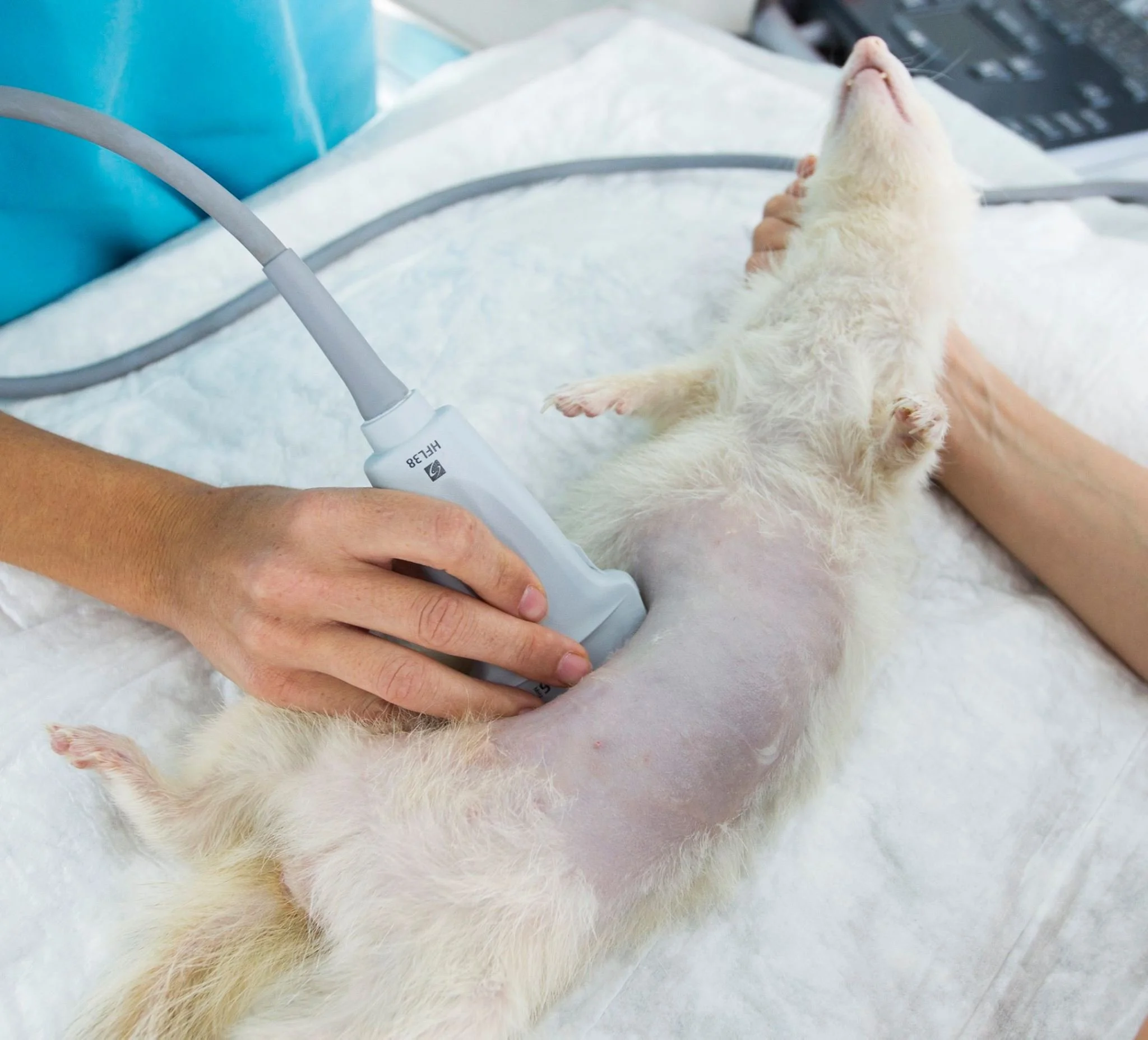 Ecografia hurón- ferret ultrasound