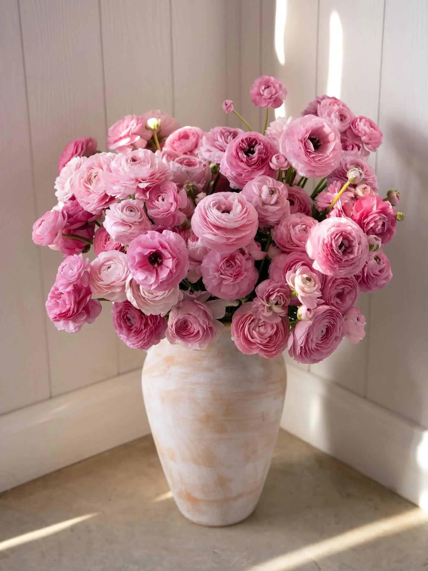 THIS SUNDAY at 6pm we&rsquo;re sharing our ranunculus with you and we cannot wait! 👏✨

All our farm favourites so you can fill your garden with colour next spring!