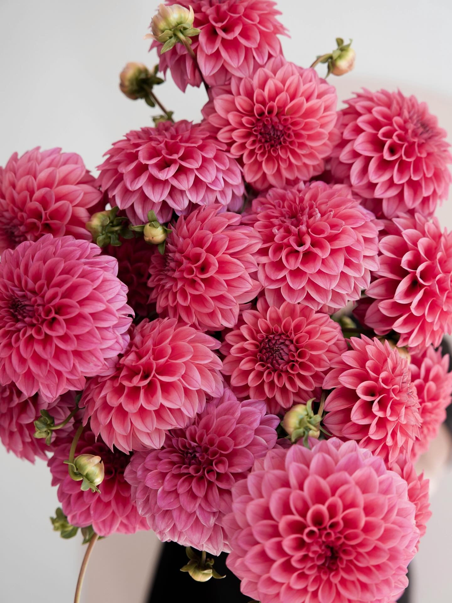 Our watermelon &amp; pink rows are growing well and we&rsquo;re so excited to see flowers in just a few weeks time! Here are some of our favourites&hellip;

Photo 1&amp;2 : Formby Quest 
Photo 3 : Winkie Truffle 
Photo 4&amp;5 : Little Lyndoch First 