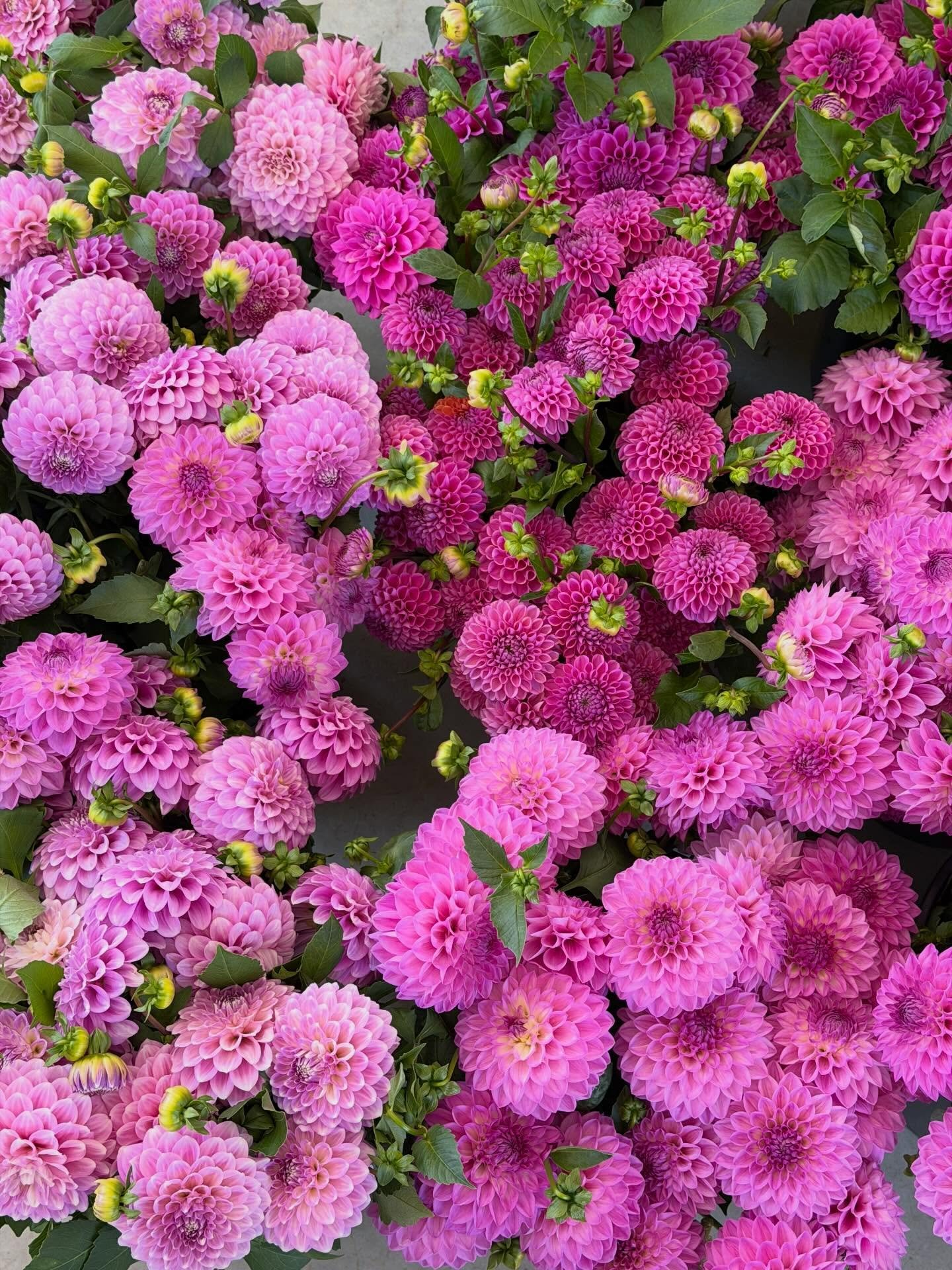 Happy Monday Flower Lovers! 😍🌷
Sharing our flower haul from the past two days to brighten up your feed and to start your week with some flower magic!✨